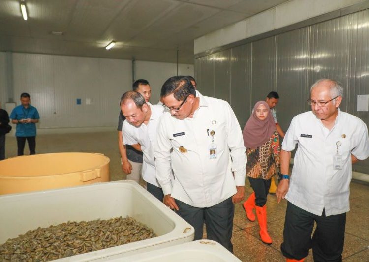 Ekspor perdana 20 ton udang beku Jateng ke Australia