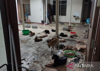 Sragen sosialisasikan larangan konsumsi daging anjing