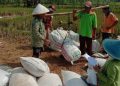 Banggar DPR Ungkap Swasembada Beras di Pemerintahan Presiden Jokowi Tak Ada
