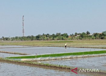 Cilacap optimistis tetap bisa dukung ketahanan pangan nasional