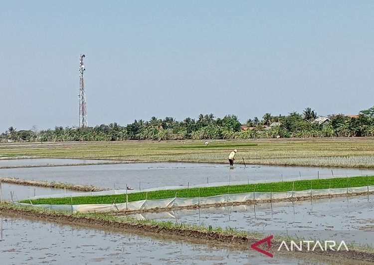 Cilacap optimistis tetap bisa dukung ketahanan pangan nasional 1 Cilacap optimistis tetap bisa dukung ketahanan pangan nasional