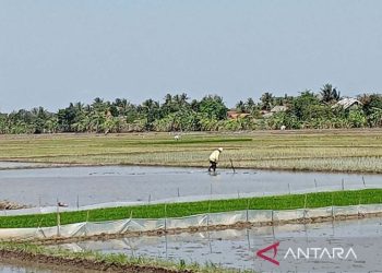 Pemkab pastikan ketahanan pangan di Cilacap tetap terjaga