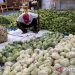 Relawan Prabowo borong sayur dari petani 9 Relawan Prabowo borong sayur dari petani