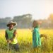 Serikat Petani Indonesia: Gagal Panen Bukan Soal Iklim, Namun Minimnya Pupuk Subsidi dan Konversi Lahan