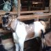 Misterius! Puluhan Kambing Milik Warga Gunungkidul Menggigil, Kejang-kejang Lalu Mati » Warga Berita