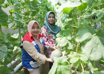 Kilang Cilacap-Kampung Berkualitas “Gadis” adakan pelatihan hidroponik