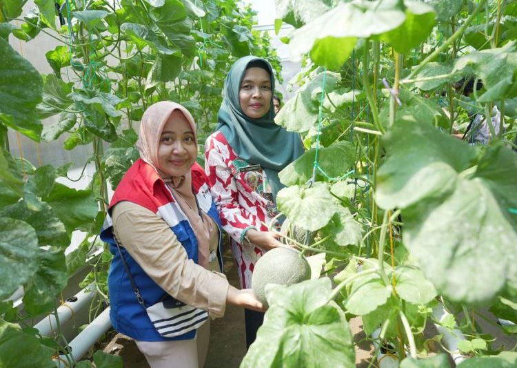Kilang Cilacap-Kampung Berkualitas "Gadis" adakan pelatihan hidroponik 1 Kilang Cilacap-Kampung Berkualitas “Gadis” adakan pelatihan hidroponik