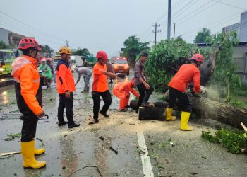 Polsek Bulakamba Bersinergi Evakuasi Pohon Tumbang Di Jalan Raya Grinting