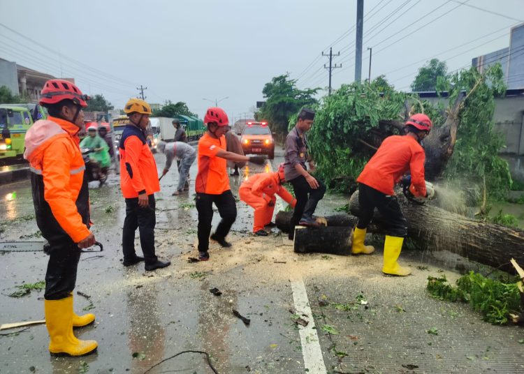 Polsek Bulakamba Bersinergi Evakuasi Pohon Tumbang Di Jalan Raya Grinting