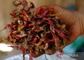 Cabai membusuk akibat terserang hama