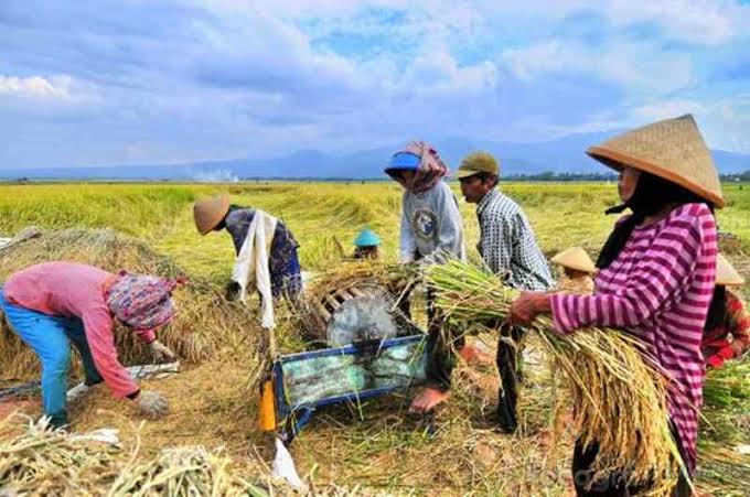 Soal Benih Padi-Jagung Gratis 2 Juta Ha, Kemendagri Minta Solusi Konkret Kementan 1 Soal Benih Padi-Jagung Gratis 2 Juta Ha, Kemendagri Minta Solusi Konkret Kementan