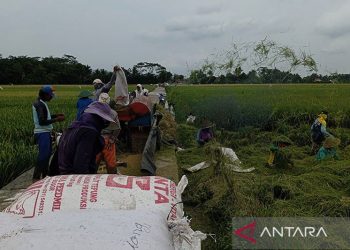 Perpadi Cilacap dukung sistem penyerapan gabah Bulog Banyumas