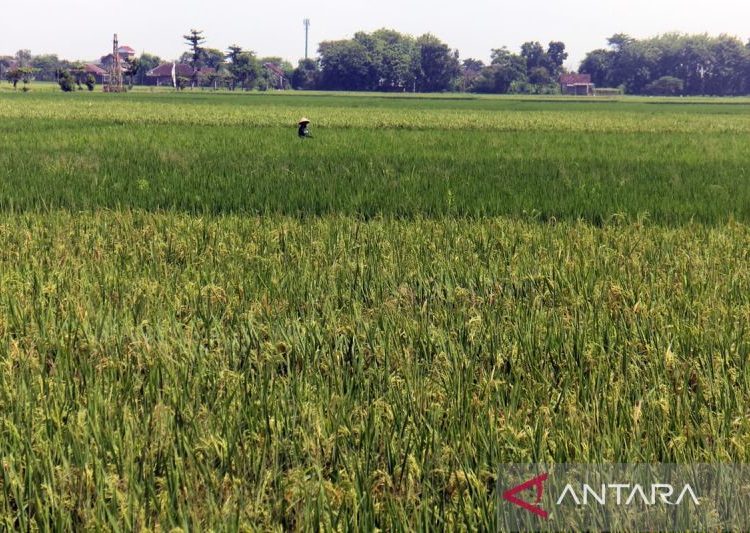 Tikus serang 254 hektare padi di 3 kecamatan Kabupaten Boyolali