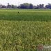 Tikus serang 254 hektare padi di 3 kecamatan Kabupaten Boyolali