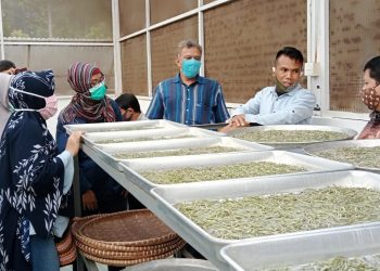 Undip Kembangkan Pengering Nano Semprot untuk Theaflavin Obat Covid