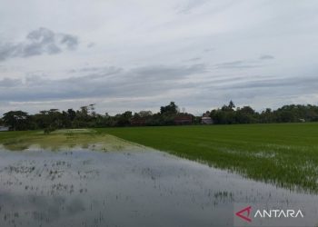Banjir Demak, 1.400 hektare tanaman padi terendam