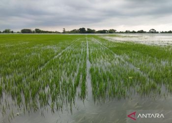 Tanaman padi di Kudus yang terdampak banjir dibantu benih dan pupuk