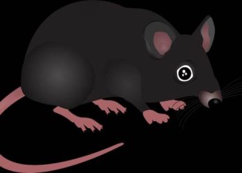 Leptospirosis Tewaskan 1 Warga di Sleman, 8 Lainnya Terpapar » Warga Berita