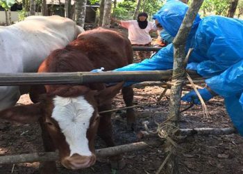Wabah Anthrax Kembali Serang Ternak Warga Gunungkidul, Ini Solusi dari Pakar » Warga Berita