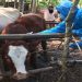 Wabah Anthrax Kembali Serang Ternak Warga Gunungkidul, Ini Solusi dari Pakar » Warga Berita 11 Wabah Anthrax Kembali Serang Ternak Warga Gunungkidul, Ini Solusi dari Pakar » Warga Berita