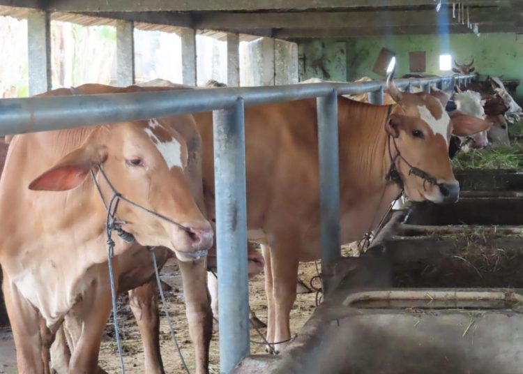 Rumah Potong Hewan dan Unggas Didorong Sertifikat Halal