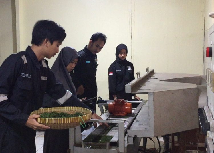 Dosen Vokasi UNDIP Teliti Teh Hijau Kelas Dunia Kaya Polifenol 1 Dosen Vokasi UNDIP Teliti Teh Hijau Kelas Dunia Kaya Polifenol