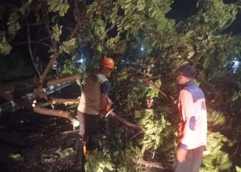 Selain Banjir, 4 Pohon Besar di Kota Serang Tumbang – Warga Berita