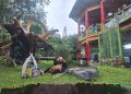 Taman Safari Bogor Peringati Hari Panda se-Dunia – Warga Berita