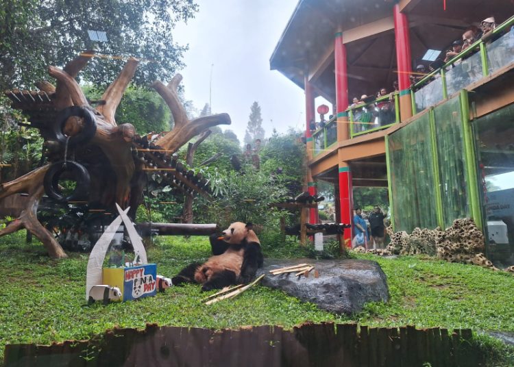 Taman Safari Bogor Peringati Hari Panda se-Dunia – Warga Berita 1 Taman Safari Bogor Peringati Hari Panda se-Dunia – Warga Berita