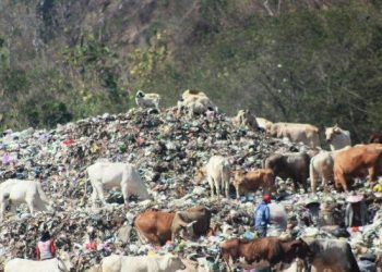 Buang Sampah Sembarangan di Sleman, Dipastikan Bakal Disanksi Menyapu Jalan Selama Seminggu » Warga Berita