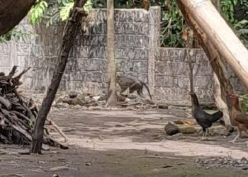 Sejumlah Monyet Ekor Panjang Muncul di Sleman, Diduga Turun dari Gunung Merapi » Warga Berita 3 Sejumlah Monyet Ekor Panjang Muncul di Sleman, Diduga Turun dari Gunung Merapi » Warga Berita