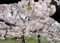 Turis Indonesia Rusak Bunga Sakura