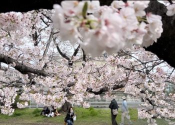 Turis Indonesia Rusak Bunga Sakura