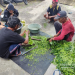 Mahasiswa MBKM UNS dan Kelompok Tani di Desa Kemudo, Klaten Ciptakan Solusi Pengendalian Hama dari Buah Maja – Universitas Sebelas Maret 7 Mahasiswa MBKM UNS dan Kelompok Tani di Desa Kemudo, Klaten Ciptakan Solusi Pengendalian Hama dari Buah Maja – Universitas Sebelas Maret