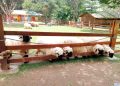 Alpaca dan Domba Muka Hitam Asli Swiss Ada di Berastagi