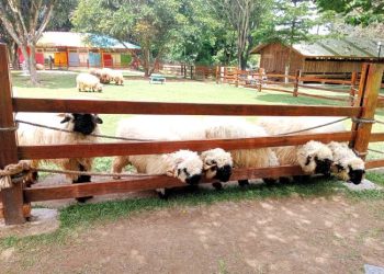 Alpaca dan Domba Muka Hitam Asli Swiss Ada di Berastagi