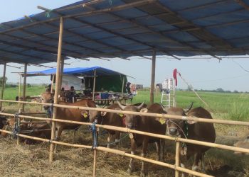 Jelang Idul Adha, Lapak Penjual Hewan Kurban Mulai Bermunculan – Warga Berita 4 Jelang Idul Adha, Lapak Penjual Hewan Kurban Mulai Bermunculan – Warga Berita