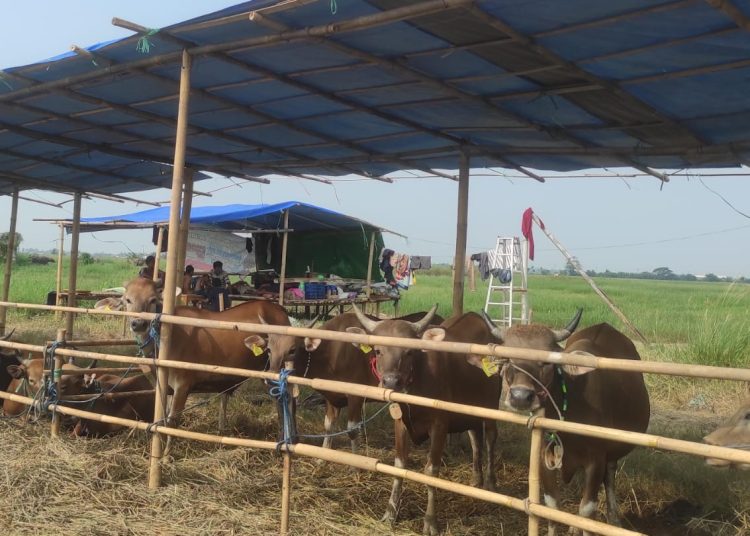 Jelang Idul Adha, Lapak Penjual Hewan Kurban Mulai Bermunculan – Warga Berita