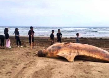 Ikan Duyung Mati Terdampar di Pantai Lebak Selatan Hebohkan Warga