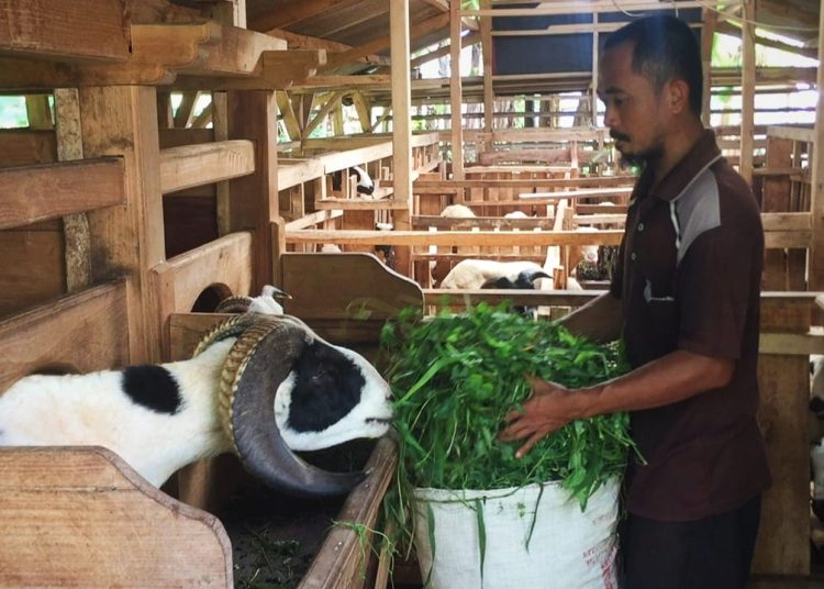 Jelang Idul Adha, Harga Kambing di Lebak Tembus Rp 3 Juta per Ekor – Warga Berita