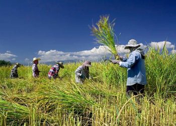 Dewan Kaji Rencana Food Estate Pemprov Banten – Warga Berita 4 Dewan Kaji Rencana Food Estate Pemprov Banten – Warga Berita