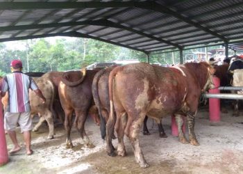 50 Juru Sembelih Halal di Gunungkidul Jalani Pelatihan Jelang Idul Adha » Warga Berita