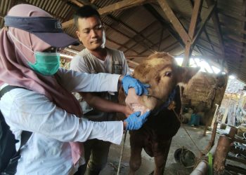 Ribuan Hewan Ternak Jalani Pemeriksaan Kesehatan Jelang Idul Adha