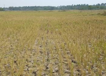 BMKG Minta Pemerintah dan Masyarakat Antisipasi Kekeringan Meteorologis » Warga Berita