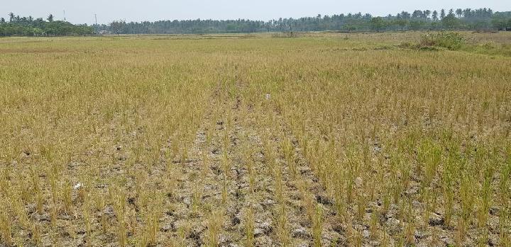 BMKG Minta Pemerintah dan Masyarakat Antisipasi Kekeringan Meteorologis » Warga Berita 1 BMKG Minta Pemerintah dan Masyarakat Antisipasi Kekeringan Meteorologis » Warga Berita