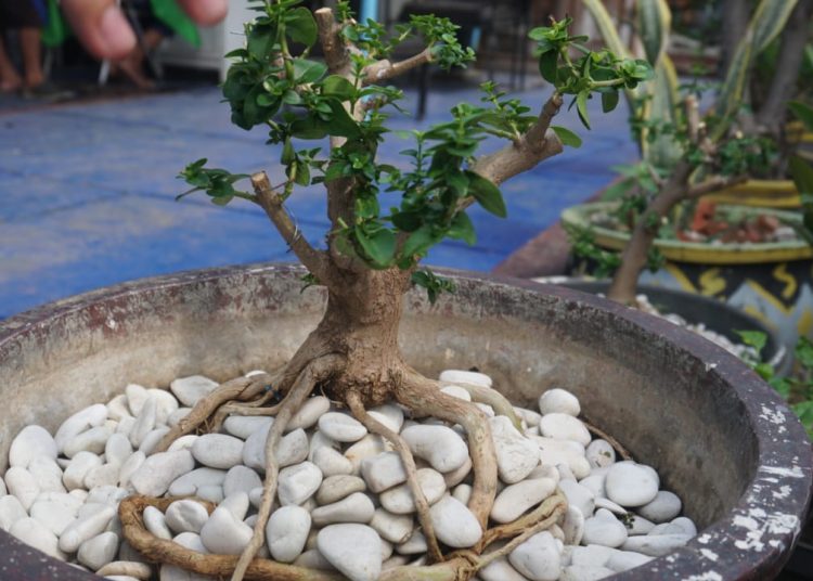 Napi Rutan Kelas IIA Pekalongan Kembangkan Budidaya Bonsai