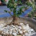 Napi Rutan Kelas IIA Pekalongan Kembangkan Budidaya Bonsai