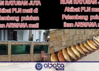 Viral Puluhan Ikan Arwana Mati di Palembang Imbas Listrik Padam, Rugi Ratusan Juta