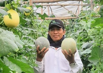 Sukses Kembangkan Melon Premium, Petani Desa Kedungtulup Buka Wisata Edukasi Petik Melon 8 Sukses Kembangkan Melon Premium, Petani Desa Kedungtulup Buka Wisata Edukasi Petik Melon