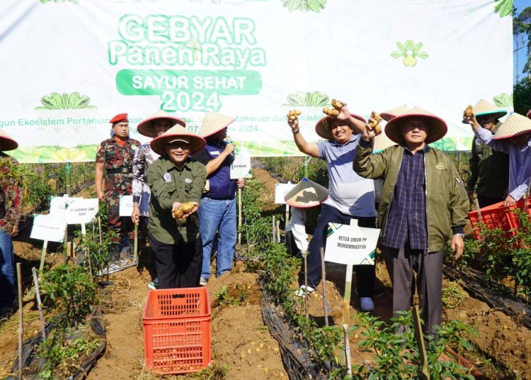 Sayur Sehat Muhammadiyah Dipanen dan Dirilis Dadang Kahmad